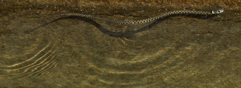 Biscia.jpg