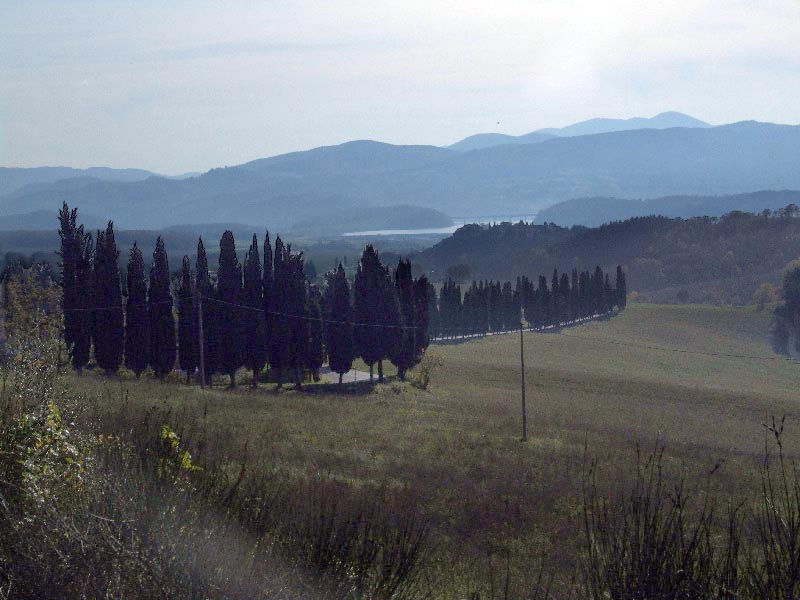 bosco schiarito.jpg