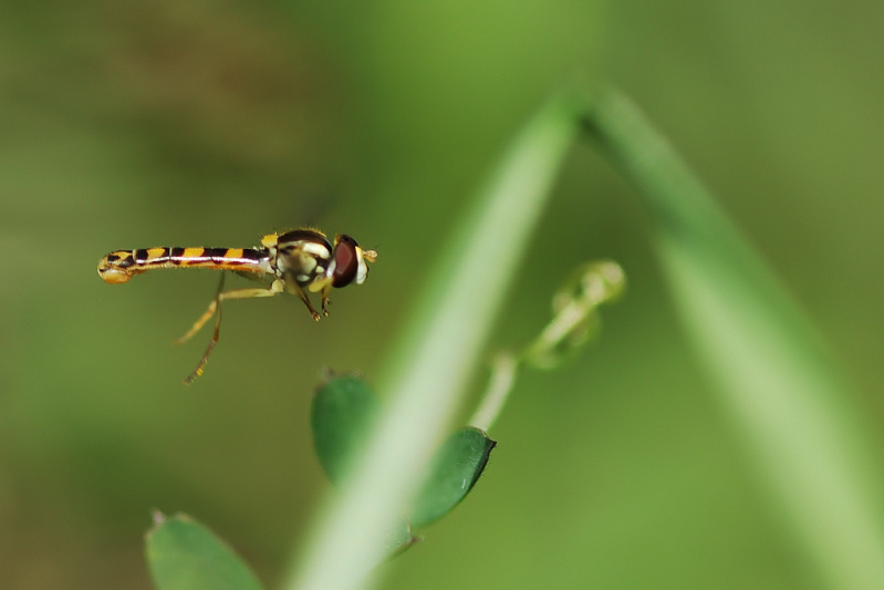 C Diaframma f 4 - Esposizione 1-1600.jpg
