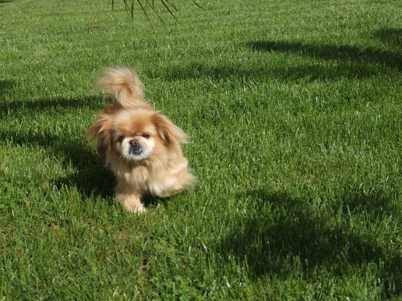 Cagnolino.jpg