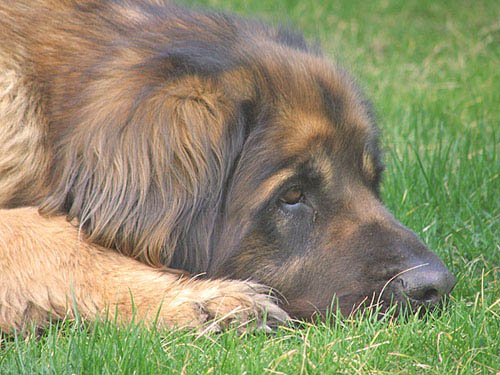 Cagnolone.jpg