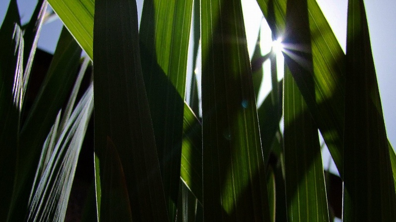 Caldo tra i fili d'erba.JPG