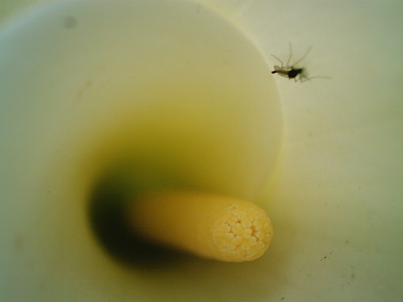 calla.JPG