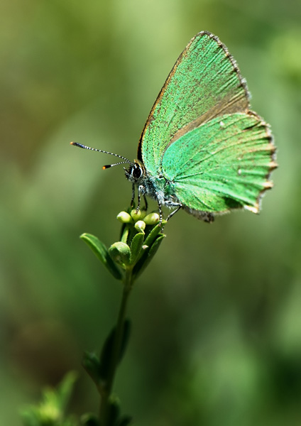 Callophrys rubi (1) accompagnamento.jpg