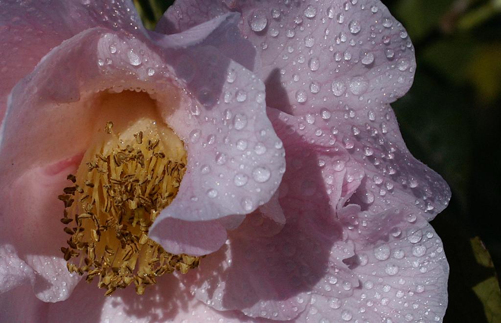 camelie02 (Large).jpg