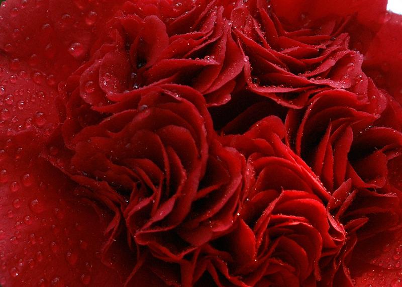 camelie03 (Medium).jpg