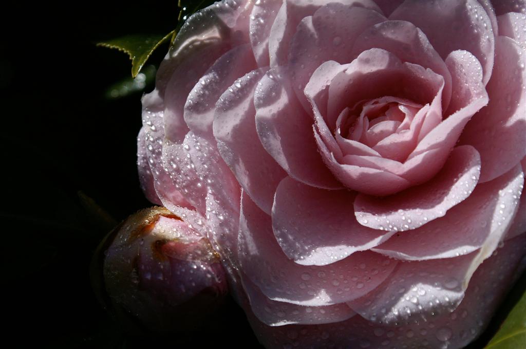 camelie16 (Large).jpg