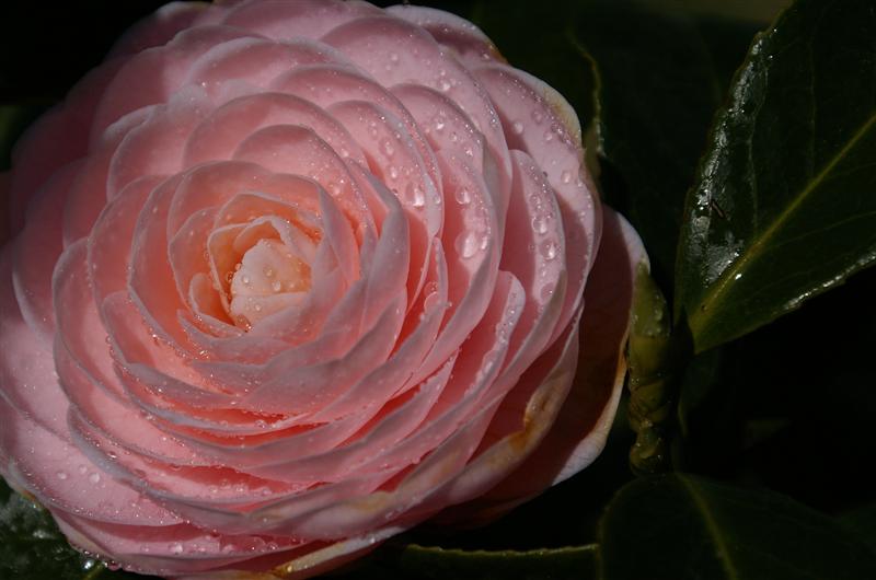 camelie22 (Medium).jpg