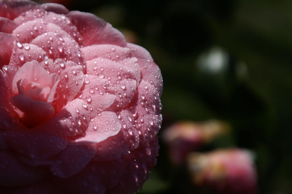 camelie26 (Large).jpg