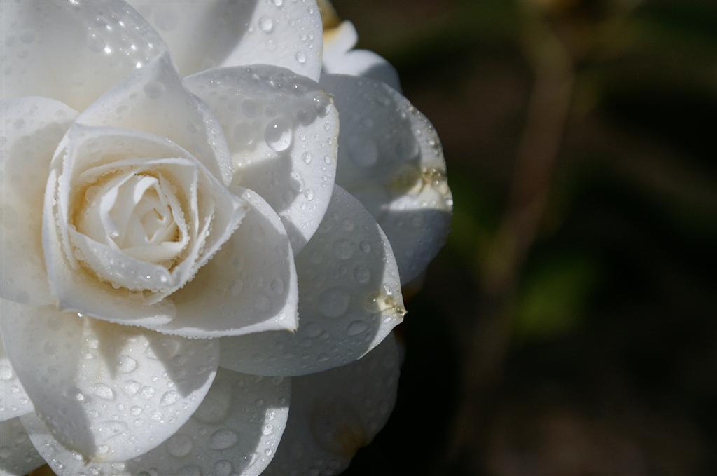 camelie28 (Large).jpg