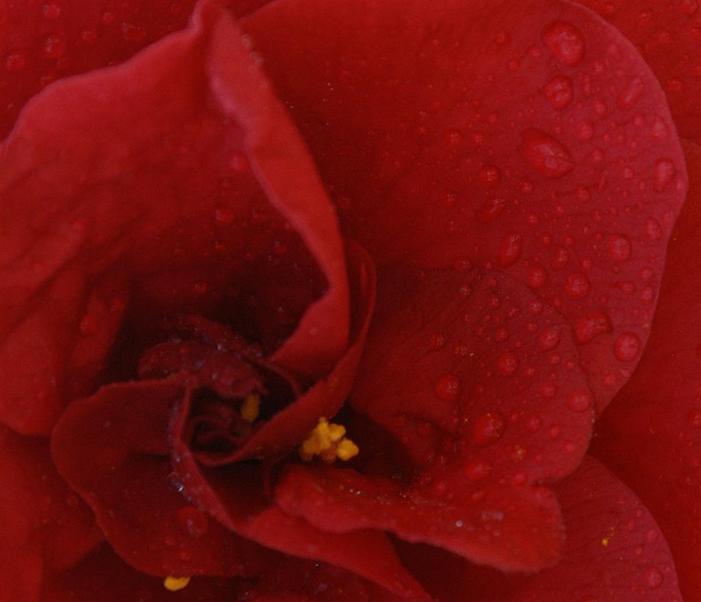 camelie31 (Large).jpg