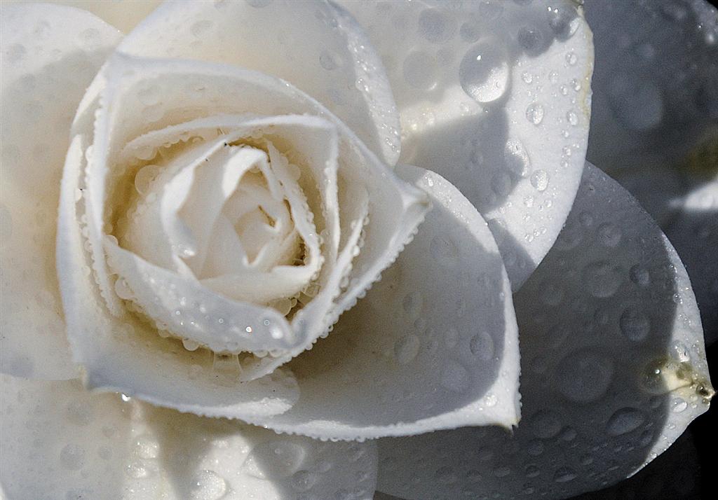 camelie33 (Large).jpg