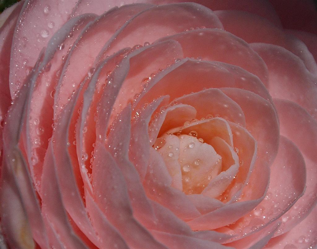 camelie35 (Large).jpg