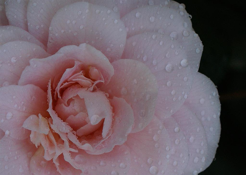 camelie40 (Large).jpg