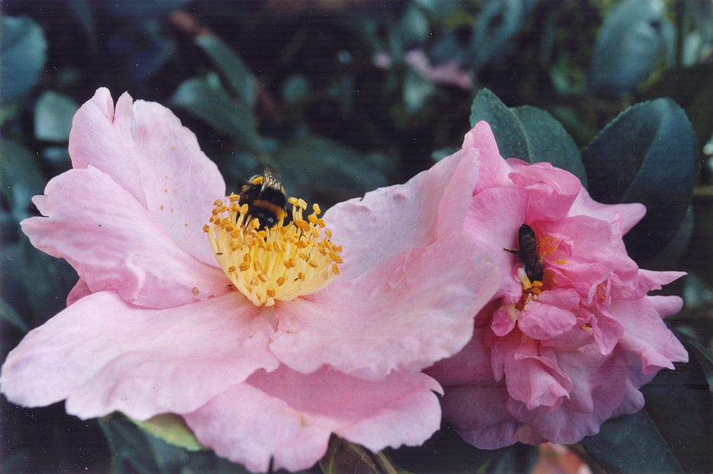 camellia.jpg