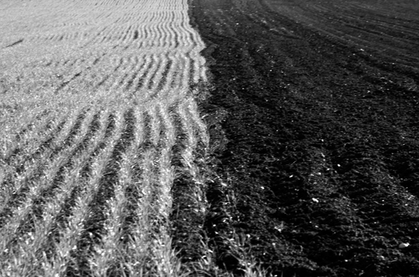 campagna-marchigiana-125.jpg