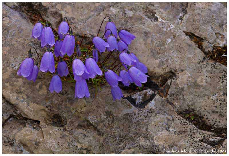 Campanule-gruppo-.jpg
