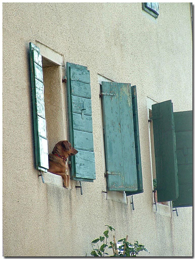 cane-elab.jpg