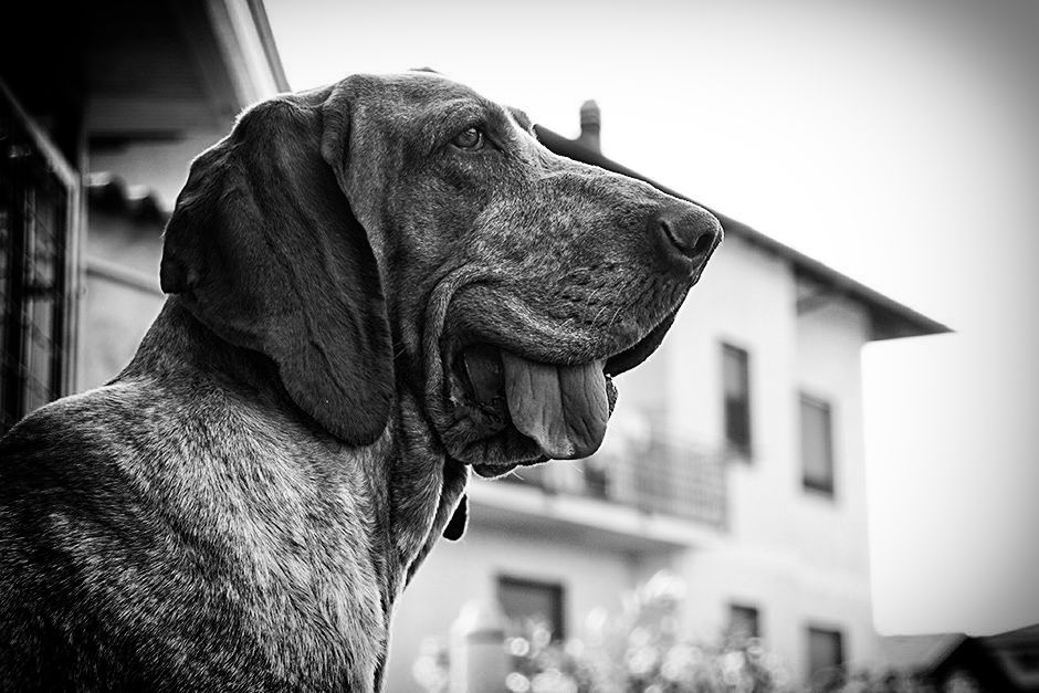 cane.jpg