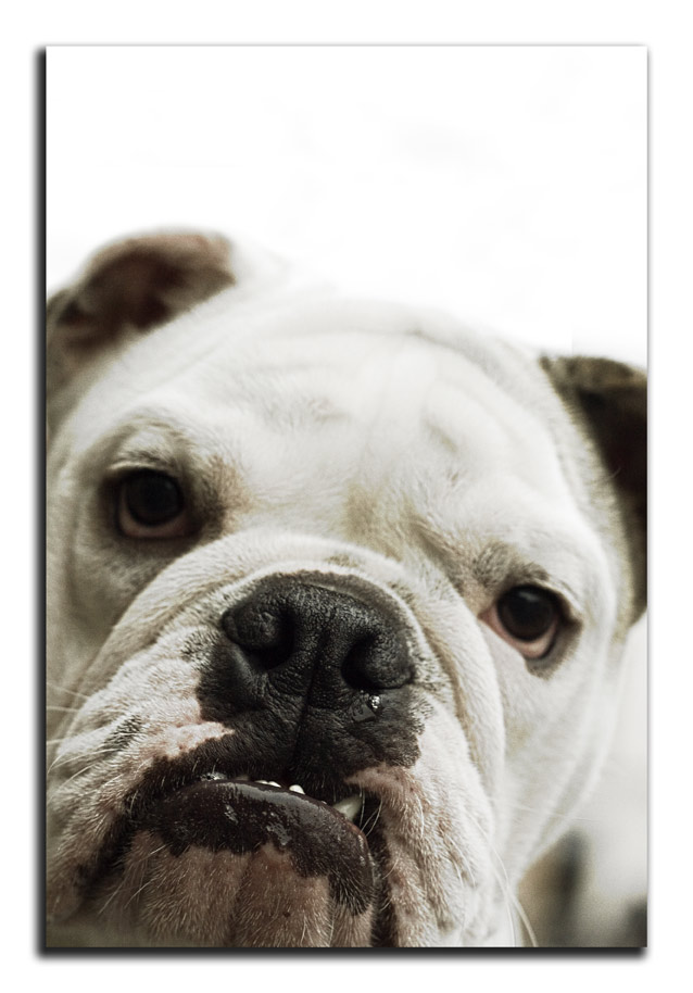 cane.jpg