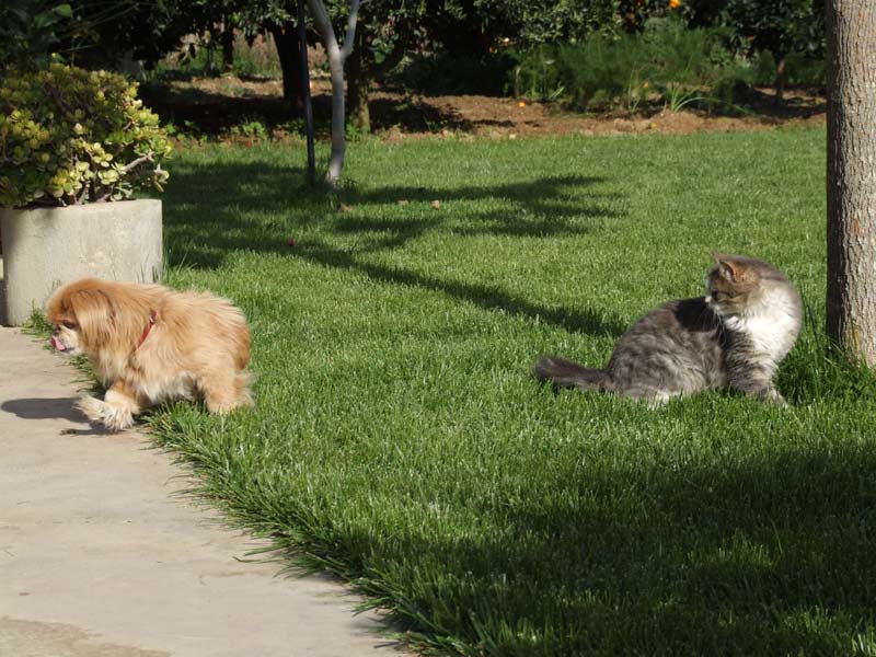 Cani-e-gatti.jpg