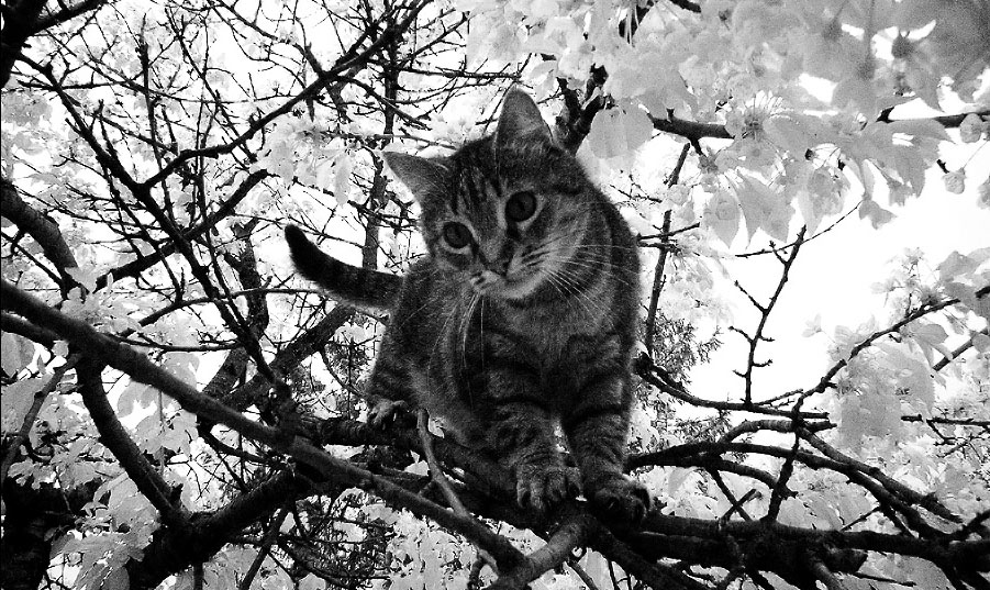 cat_tree_3.jpg