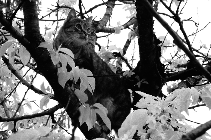 cat_tree_ivio-1.jpg