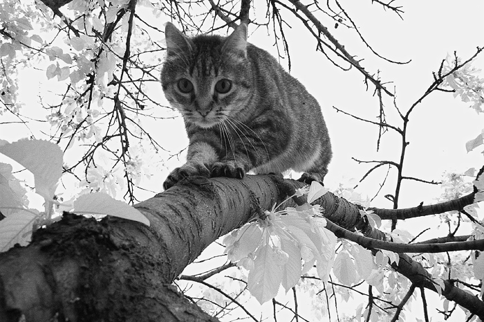 cat_tree_ivio_2.jpg