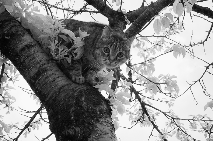 cat_tree_ivio_5.jpg