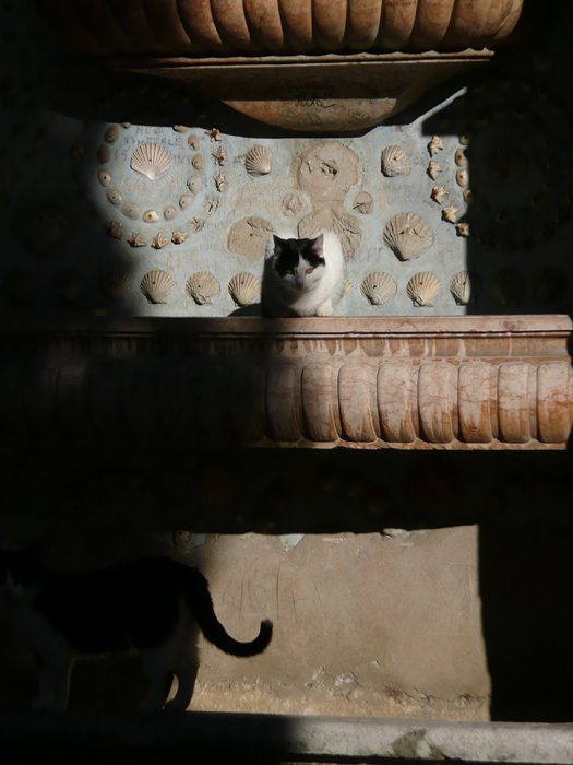 cats_or.jpg