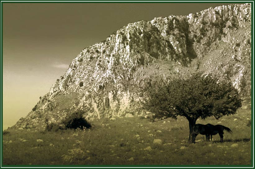 cavalli5web.jpg
