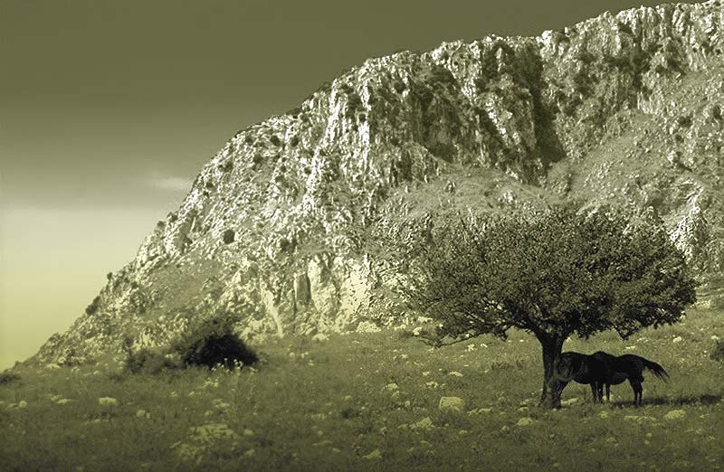 cavalli5web.jpg