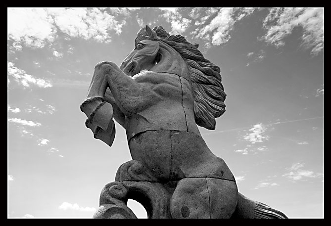 cavallo02b.jpg