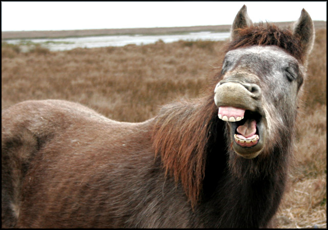 cavallo.jpg
