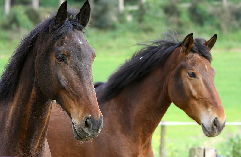 cavallo.jpg