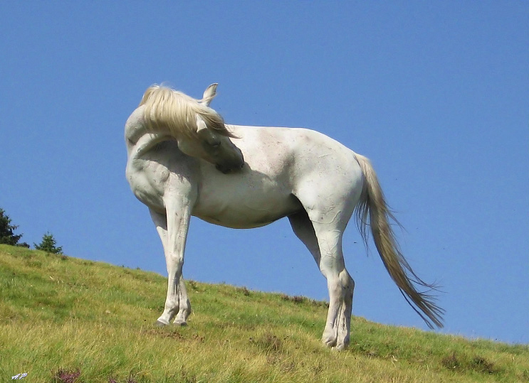 cavallo bianco.jpg