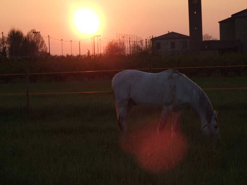 CavalloTramonto2.jpg