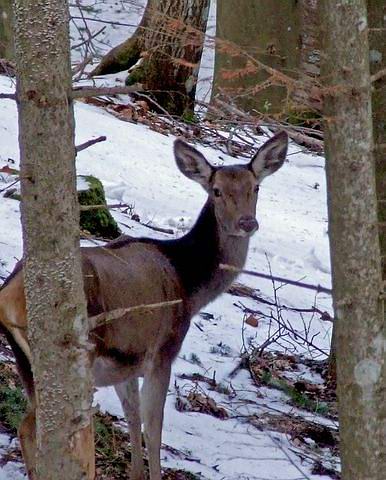 Cervo 799 [640x480].jpg