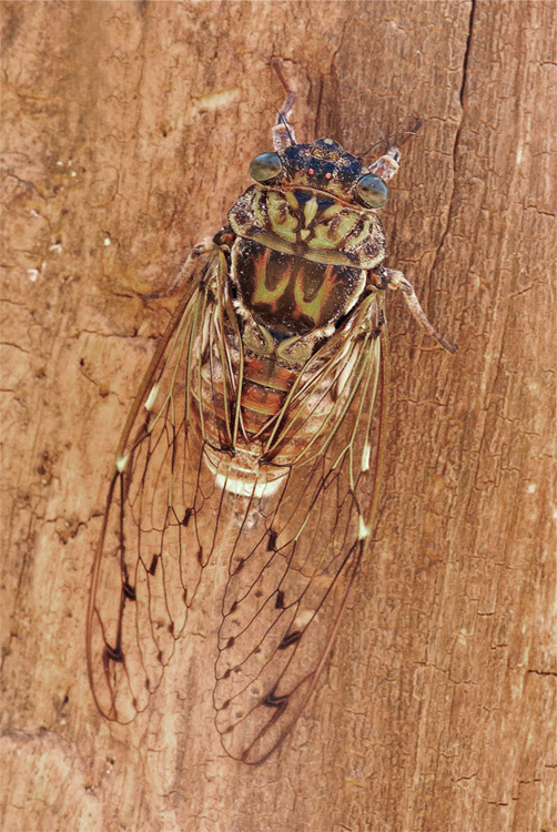 cicala8_613 (1).jpg
