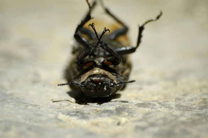 cicala.jpg