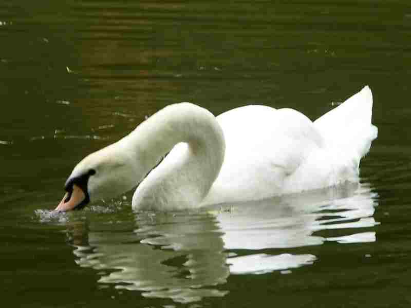 cigno .JPG
