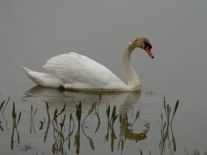 Cigno_800x600.JPG