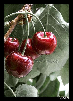 ciliege_by_edlyn.jpg
