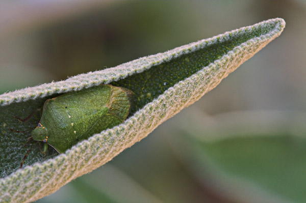 cimice avvolta_contrasted.jpg