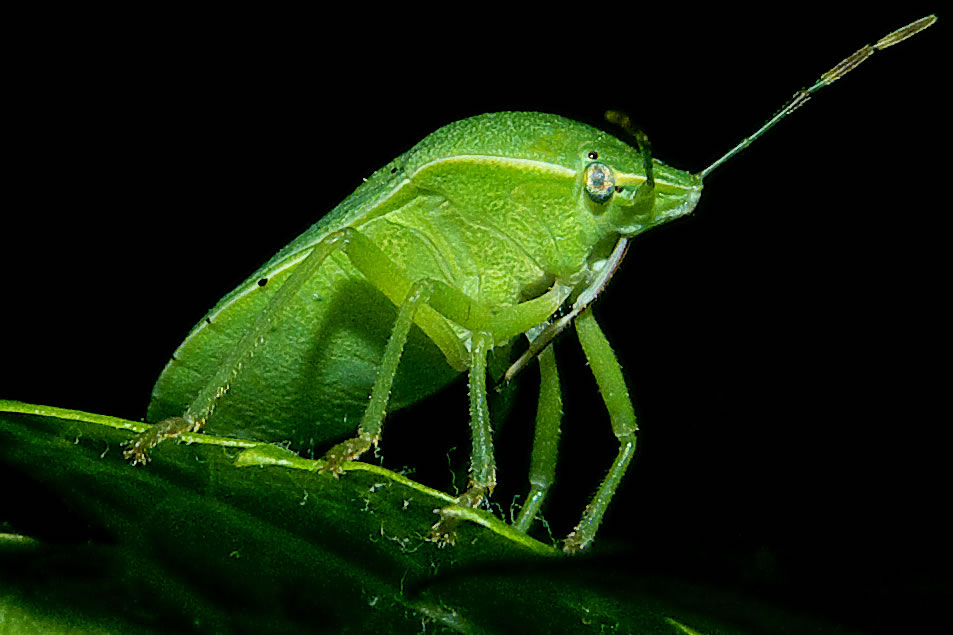 Cimice verde.jpg