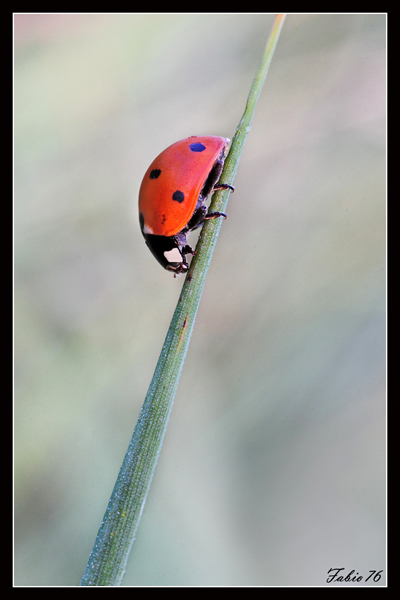 coccinella....jpg