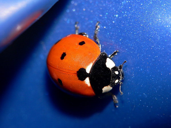 Coccinella3_resize.jpg