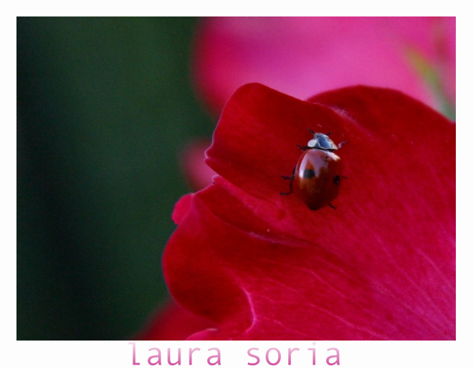 coccinella.jpg