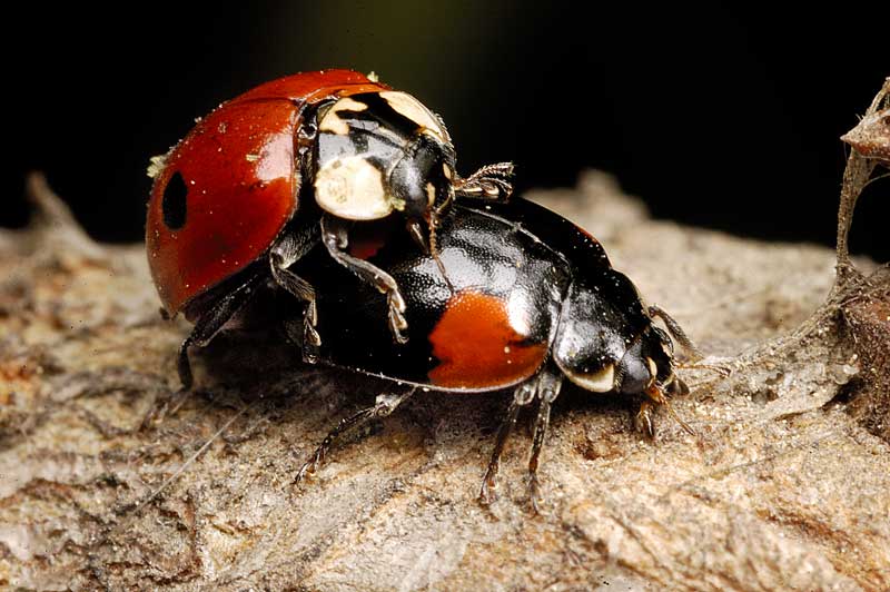 COCCINELLE2.jpg