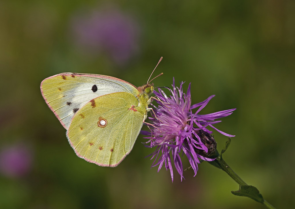 colias-.jpg